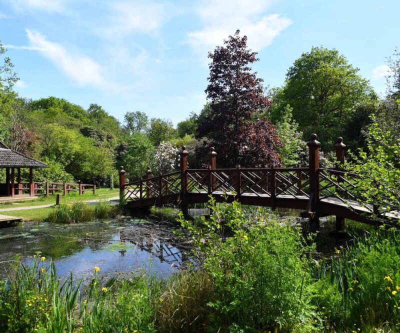 Guided Insect Walk – Bumblebees and Solitary Bees