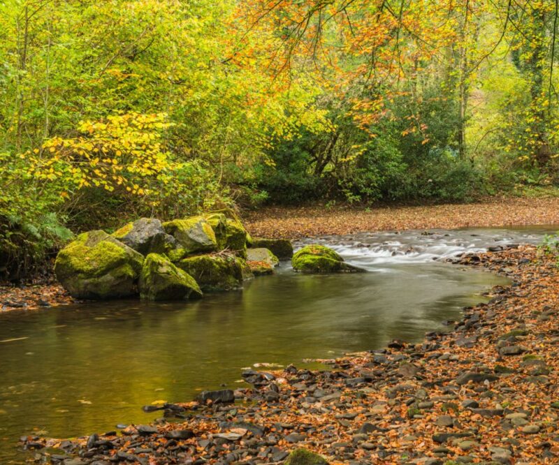 Buzzing Bees – Louby Lou Storytelling