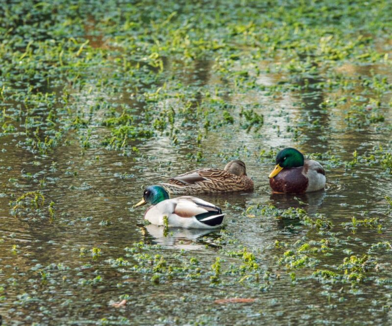 Outdoor Theatre: Pride and Prejudice