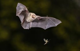 Bat Box Workshop
