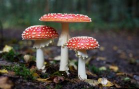 Mushroom Hunt